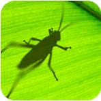Grasshopper免费建模工具应用v0.9.76.0 电脑版